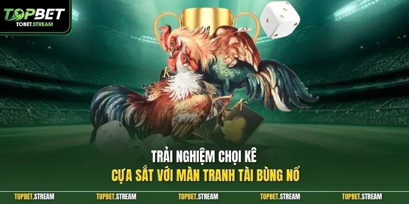 Trải nghiệm chọi kê cựa sắt với màn tranh tài bùng nổ